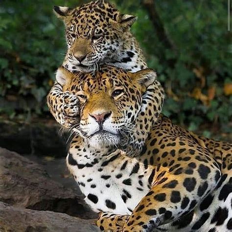 The Jaguar is one of the national animals of Guyana. | Guyana View