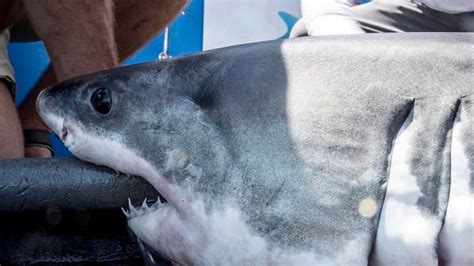 Five Great White Sharks Are Being Tracked Off The Nc Coast Charlotte