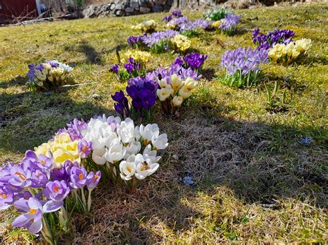 Vad blommar nu i trädgården Fototråd Sida 130 Byggahus se