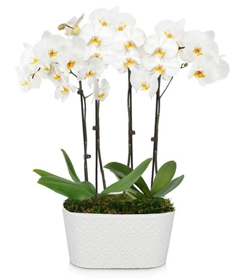 Snowy White Orchid Plant at From You Flowers