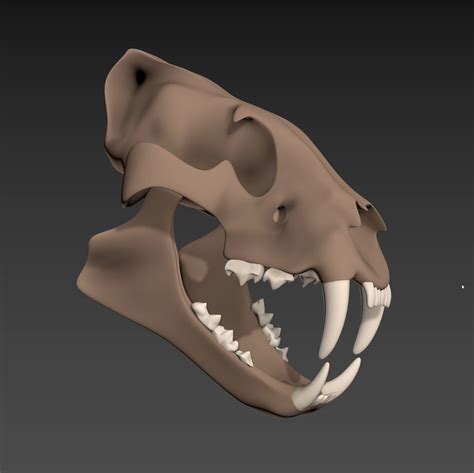 ArtStation - Tiger Skull | Resources