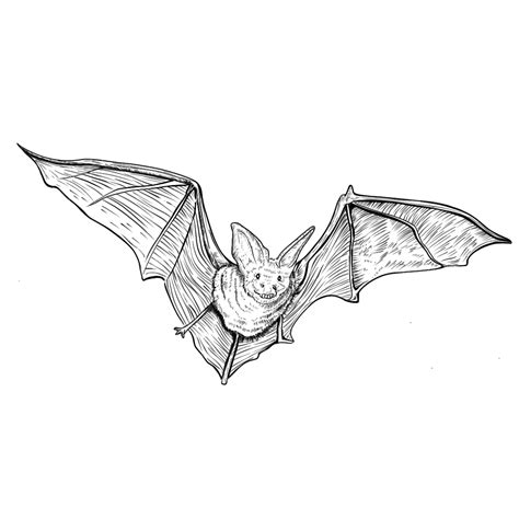 Bat Wing Hd Transparent, Bat Sketch Flying Wings, Bat, Sketch, Fly PNG ...