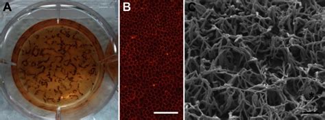 Morphology Of HiPSC RPE Cells A In Cell Line HiPSC RPE WT1c1