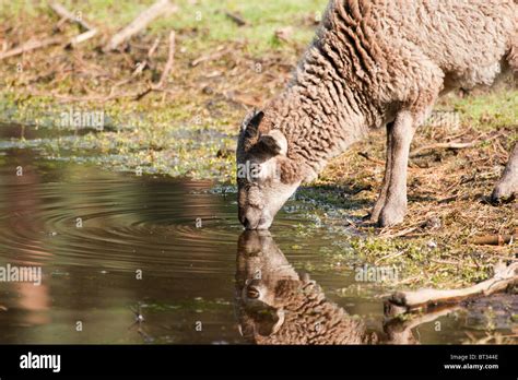 Domestic sheep - Ovis Stock Photo - Alamy