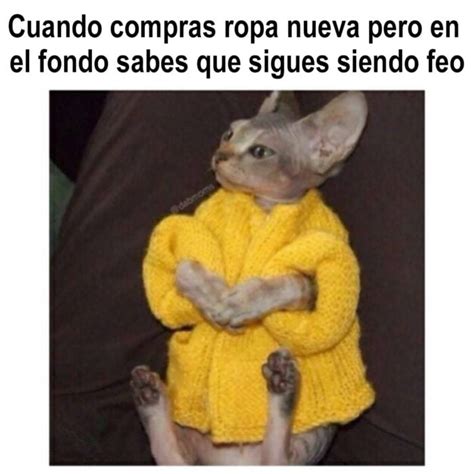 21 Divertidos Memes De Gatos Que Te Harán Decir Ese Soy Yo