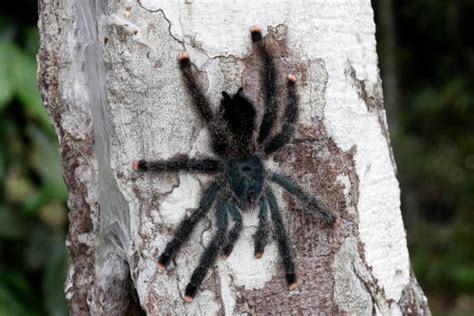 100+ Pinktoe Tarantula Photos Stock Photos, Pictures & Royalty-Free Images - iStock