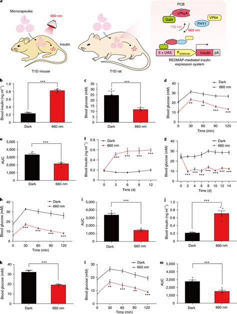 Redmap Mediated Insulin Production To Control Glucose Homeostasis In