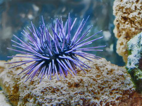 Purple Sea Urchins