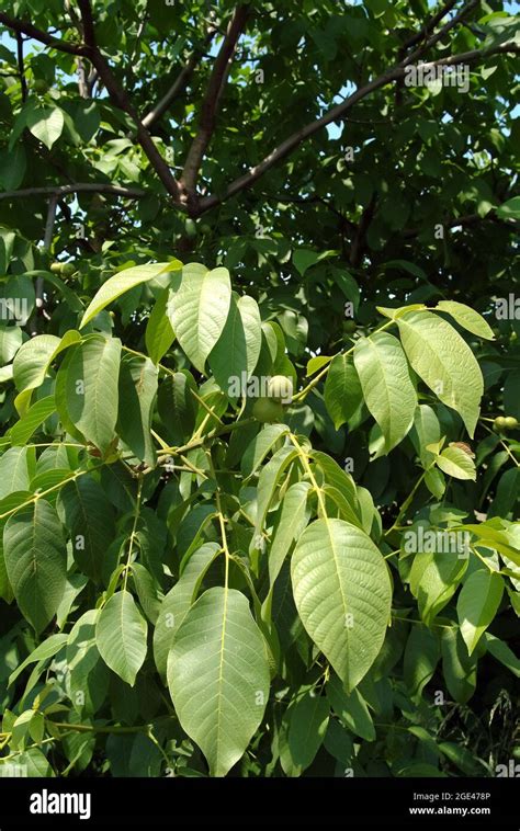 persian walnut english walnut carpathian walnut madeira walnut