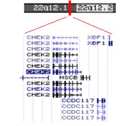 Showing location of gene CHEK2 on chromosome 22q12.1 (29, 083, 730 ...