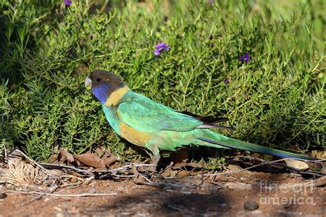 Australian Ringneck Parrot Photograph By Dr P Marazziscience Photo