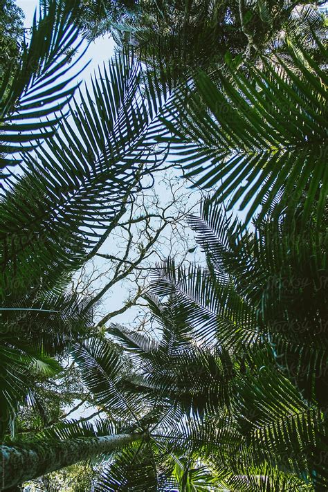 "Large Ferns Inl Rain Forest" by Stocksy Contributor "Rowena Naylor ...