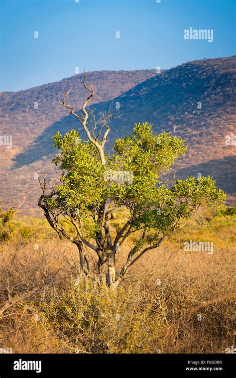 African Bush Scene Hi Res Stock Photography And Images Alamy