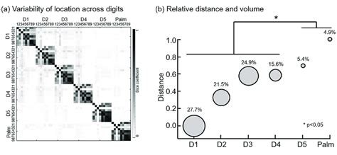 Location and relative volume of the somatotopic map. (a) Variability of ...