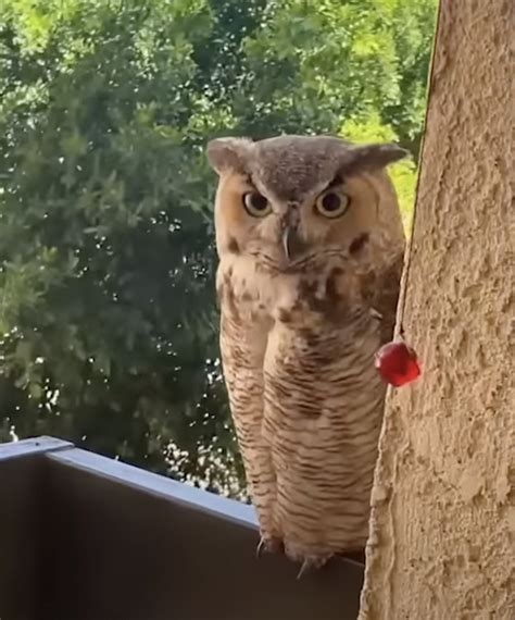 98 Year Old Grandma Is Visited Every Week By A Talkative Owl