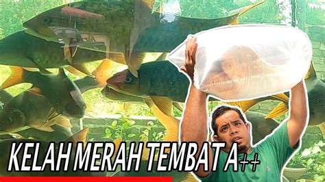 Kelah Merah Tembat Cara Pembungkusan Utk Jualan Ikan Kelah Merah