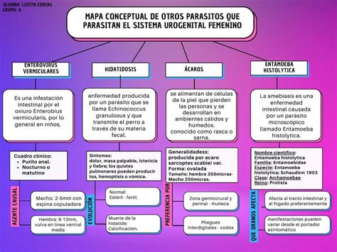 Parasitolog A Mapa Conceptual Par Sitos Licmed Udocz