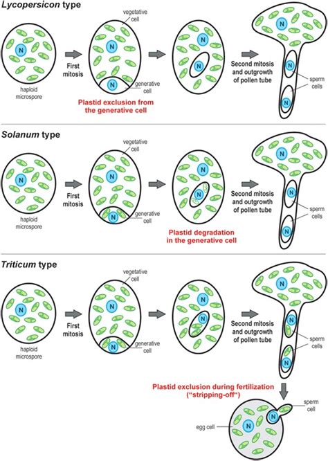 Different Cytological Mechanisms Can Result In Maternal Inheritance Of