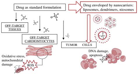 Myocardial Cell Preservation From Potential Cardiotoxic Drugs The Role