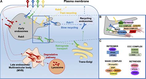 Frontiers F Actin Dynamics In The Regulation Of Endosomal Recycling