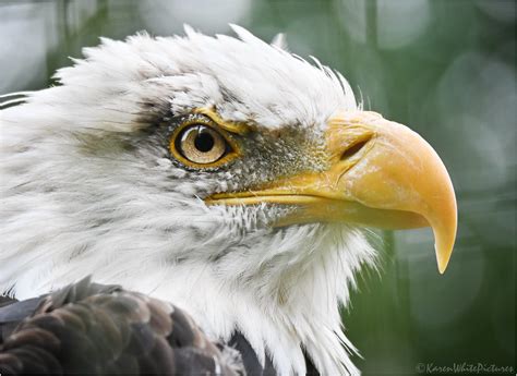 Bald Eagle One Of The Hawk Conservancys Three Bald Eagles Flickr