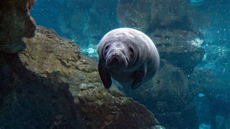 Are manatees endangered species? Manatee FAQ! - Animal Sounds