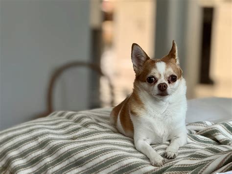 Types of Dog Coughs: Causes, Prevention, & Management Tips