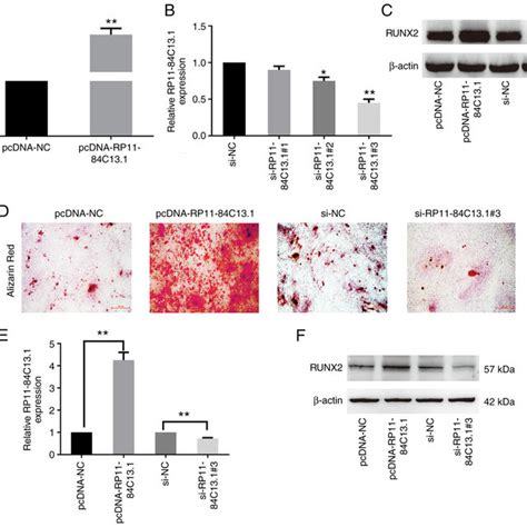 Rp11 84c131 Promotes The Osteogenic Differentiation Of Hbmscs A