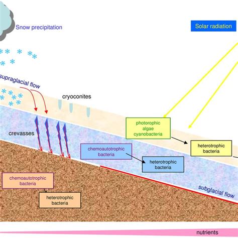 Ecosystems of a glacier colonized by microorganisms. The supraglacial... | Download Scientific ...