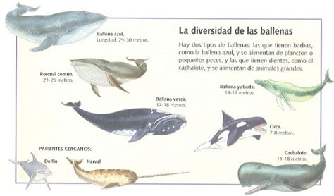 Las Ballenas Tipos Y Concepto