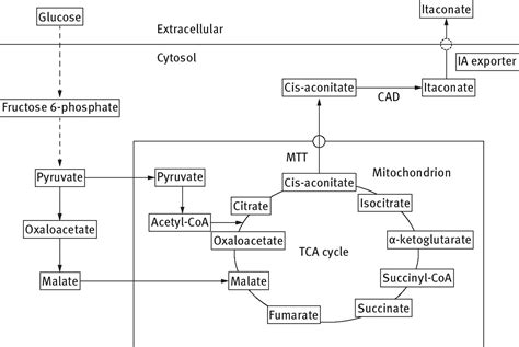 Biological Routes To Itaconic And Succinic Acids