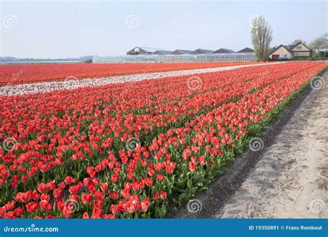 Dutch Tulip fields stock image. Image of cultivated, tradition - 19350891