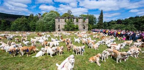 488 Golden Retrievers se reuniram na Escócia para aniversário da raça