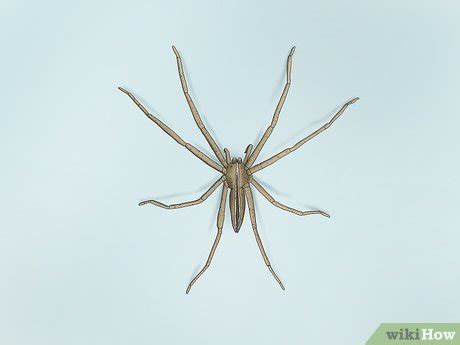 3 Ways to Identify a Nursery Web Spider - wikiHow