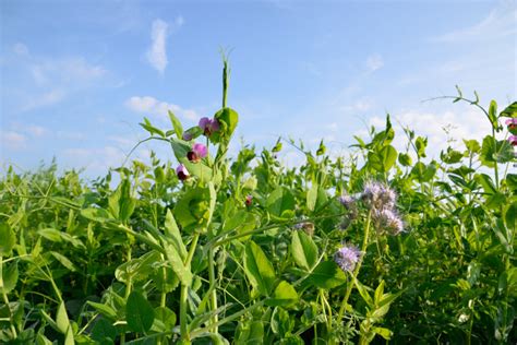 Saatgut Rupp Landhandel Gmbh