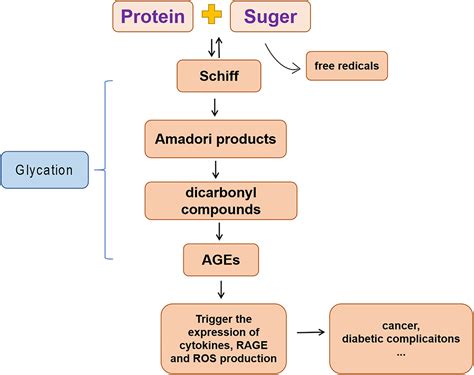 Frontiers Advanced Glycation End Products In Diabetic Retinopathy And Phytochemical Therapy