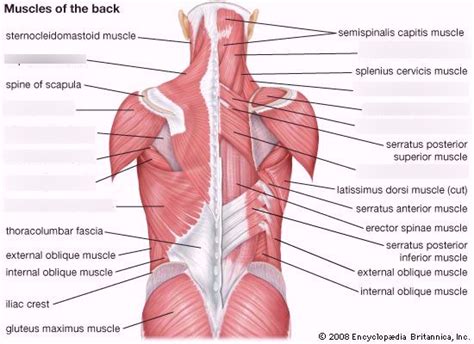 Shoulder And Back Muscles Diagram Quizlet