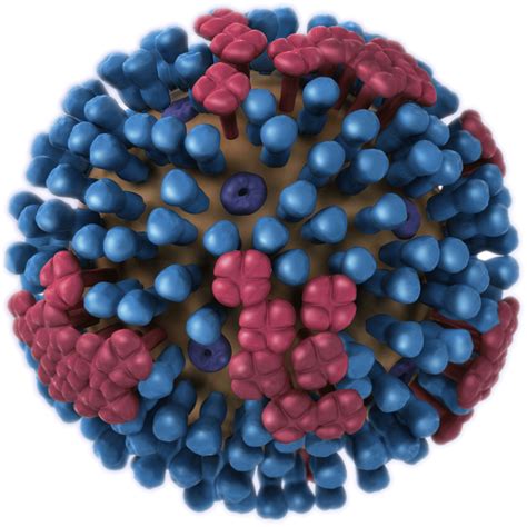 Imágenes De Virus De La Influenza Influenza Estacional Gripe Cdc