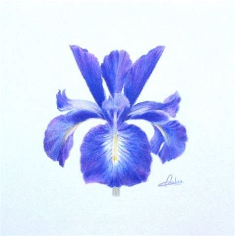 Fleurs D Hiris Comment Dessiner Des Iris Dessin Dessin Fleur Comment Dessiner