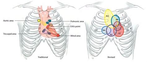 Auscultation of Heart Sounds - LilianzebBranch