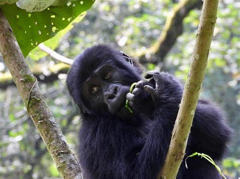 Days Uganda Gorilla Tracking And Wildlife Safari Uganda Safari Tour