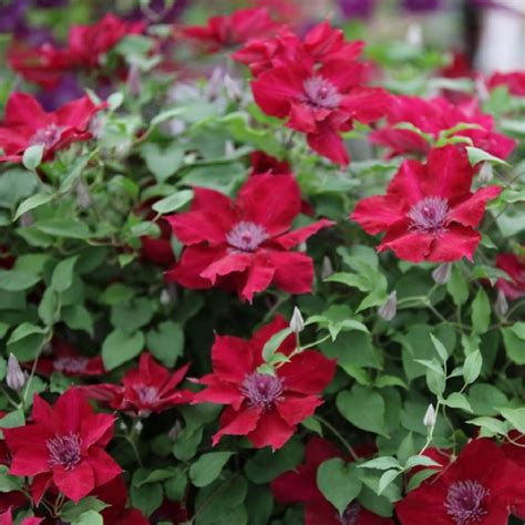 Nubia Clematis Vine Crimson Flowers 25 Pot