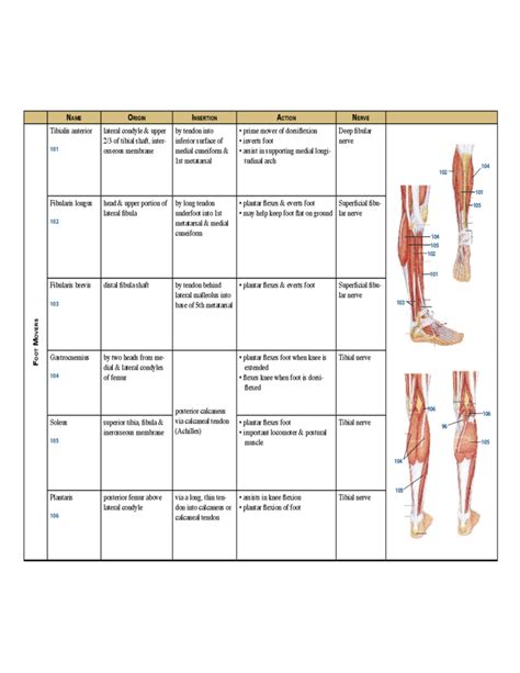 Complete Muscle Chart Free Download