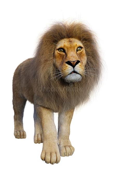 D Rendering Male Lion On White Stock Illustration Illustration Of