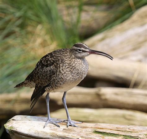 Pictures and information on Whimbrel