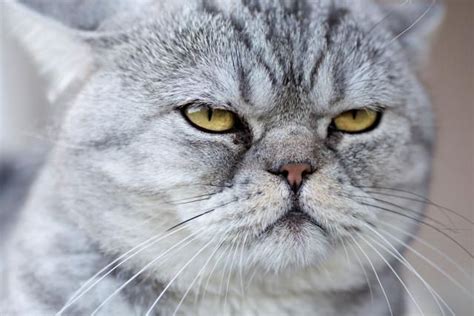 12 Weird Cat Behaviors Explained Cat Sneer Cat Behavior Cats