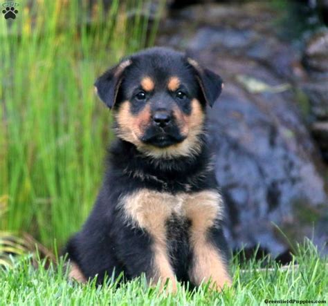 Rottweiler German Shepherd Mix Puppies