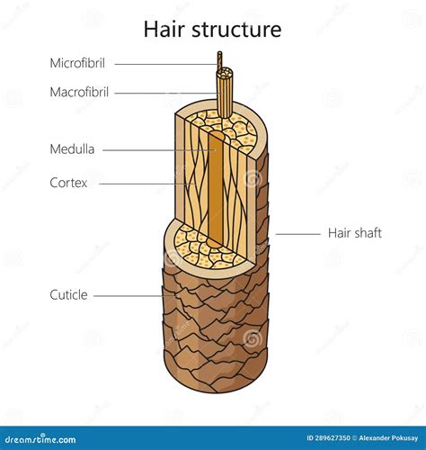 Science Of Hair Anatomical Training Poster Hair Structure Detailed