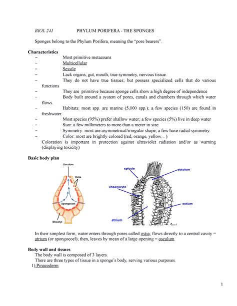 BIOl 241 Lecture 10 A Porifera Sponges BIOL 241 PHYLUM PORIFERA THE