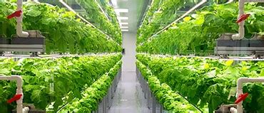 Indoor Farming Technology Market Share Growth Analysis Report